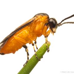 MYN Turnip Sawfly 